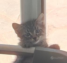 Gattina