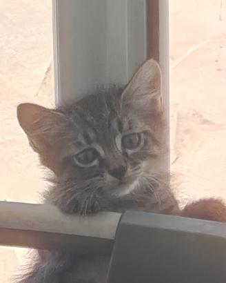 Gattina