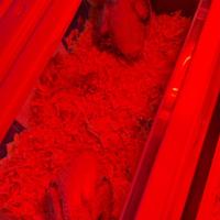 Ultimi 2 Pulli di Calopsita allevati a mano