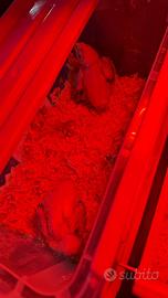 Ultimi 2 Pulli di Calopsita allevati a mano