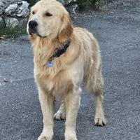 Accoppiamento Golden Retriver monta