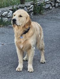 Accoppiamento Golden Retriver monta
