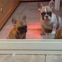 Bulldog francese femmina calie