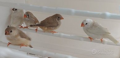 Diamante Diamantino Mandarino Mandarini Bengalini