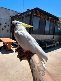 Cacatua Galerita Eleonora