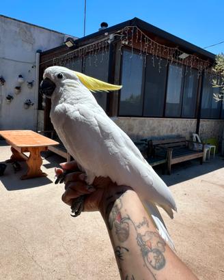 Cacatua Galerita Eleonora