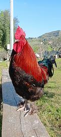 Marans