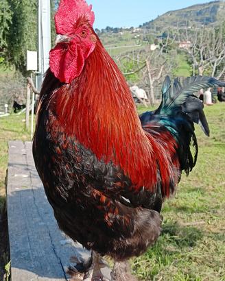 Marans