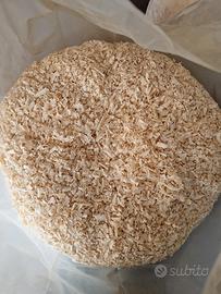 segatura per cavalli 