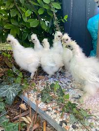 Pulcini Pulcinotti gallina moroseta