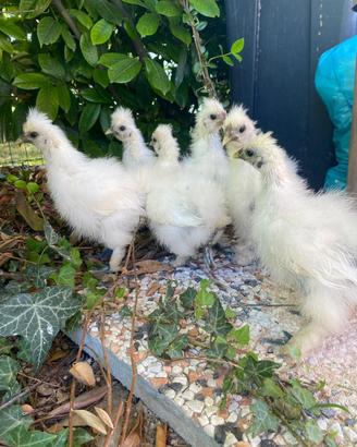 Pulcini Pulcinotti gallina moroseta