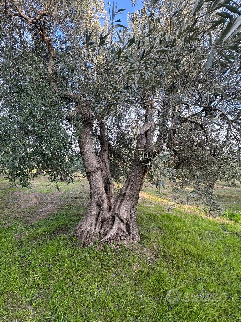 Terreno Sanleucio - Vista 3