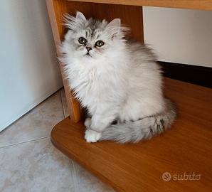 Cucciola persiana Chinchilla