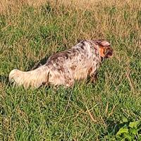 Cucciolone Setter Inglese maschio