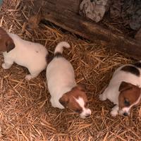 Jack russell