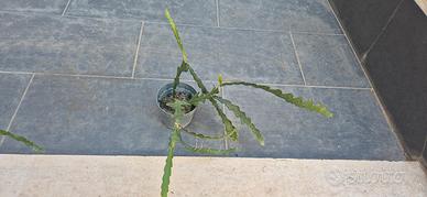 cactus Epiphyllum anguliger