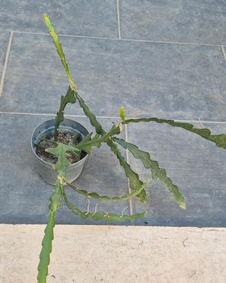 cactus Epiphyllum anguliger