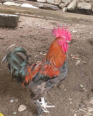 gallo
