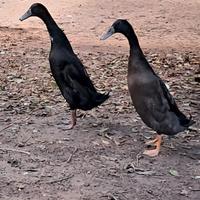 Anatre corritrici indiane