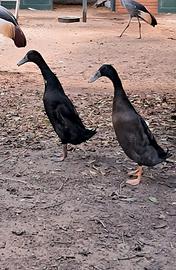 Anatre corritrici indiane