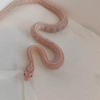 Serpente del grano