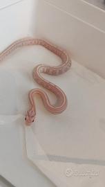 Serpente del grano