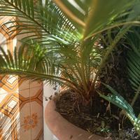 pollone pianta Cicas 