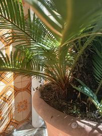 pollone pianta Cicas 