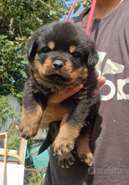 Cuccioli rottweiler alta genealogia