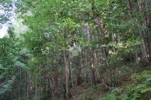 TER. AGRICOLO A PISOGNE