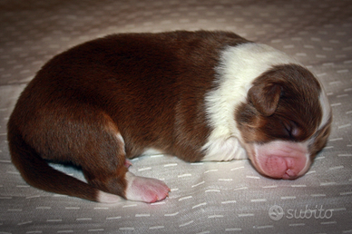 Cuccioli pastore australiano Australian shepherd