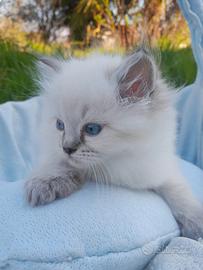 Siberiano Neva Masquerade