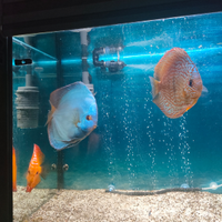 Coppia pesci discus