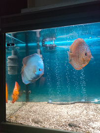 Coppia pesci discus