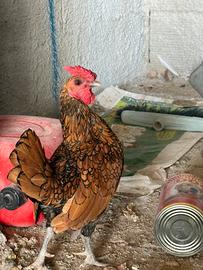 Gallo orlo oro Sebraight