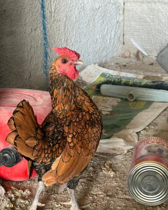 Gallo orlo oro Sebraight