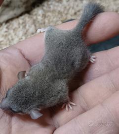 Femmina di minighiro con terrario