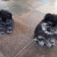 Cucciole di Spiz di Pomerania