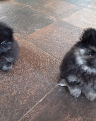 Cucciole di Spiz di Pomerania