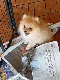 volpino di Pomerania 