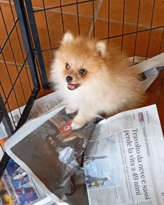 volpino di Pomerania 