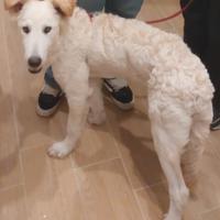 Meticcio di 8 mesi disponibile