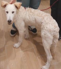 Meticcio di 8 mesi disponibile