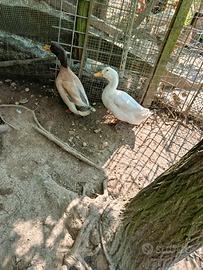 Anitra Germanate reali