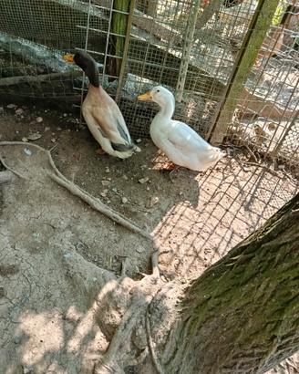 Anitra Germanate reali