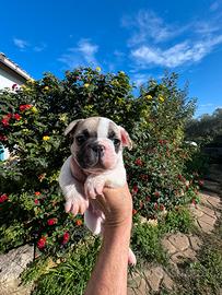 Bulldog francese