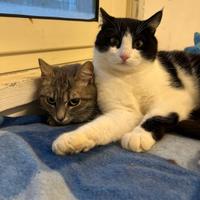 SISSY e MISTY, mamma e cucciola adottiva