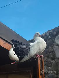 Colombi pavoncelle a coda nera