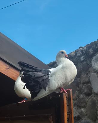 Colombi pavoncelle a coda nera