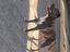 Immagine 2